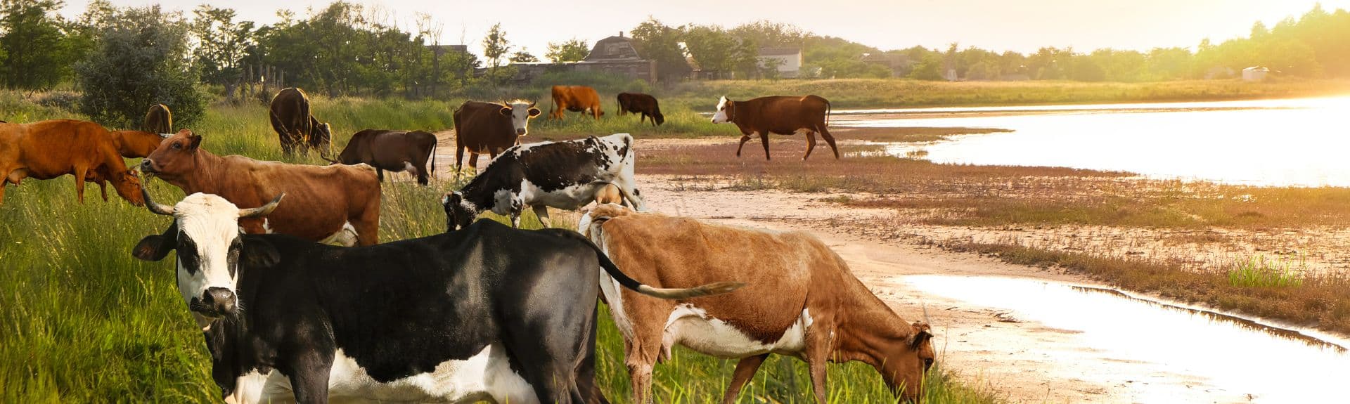 Livestock