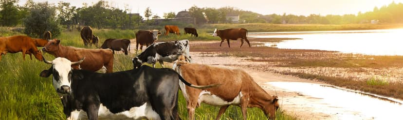 Livestock