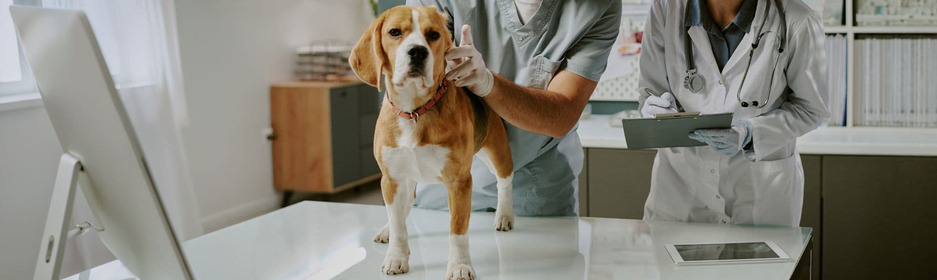 Veterinarian
