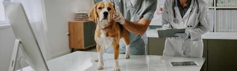 Veterinarian