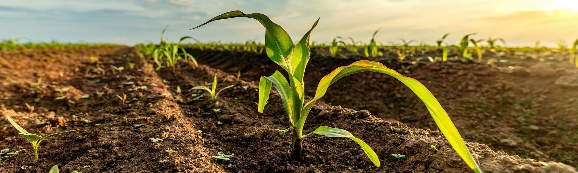 Fertilizer & Seed Processing
