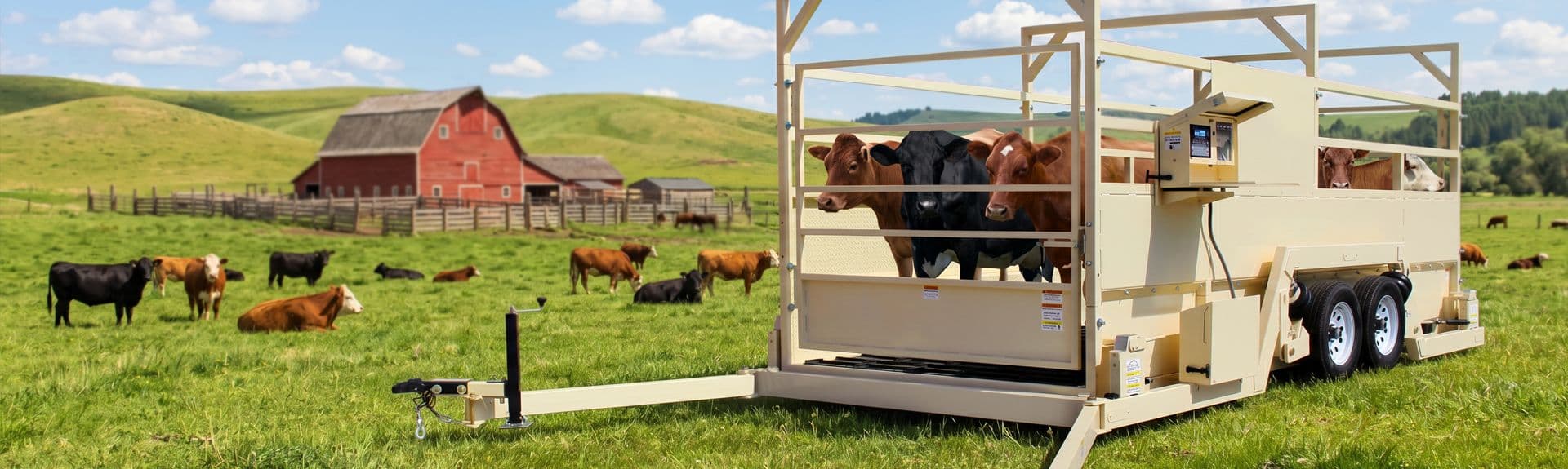 Livestock Scales